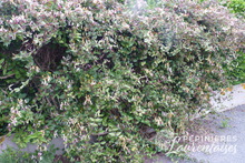 Lonicera japonica chinensis