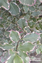 Pittosporum ten. 'Elisabeth'