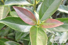 Viburnum odor. 'Coppertop'