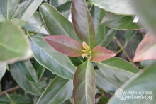 Viburnum odor. 'Coppertop'